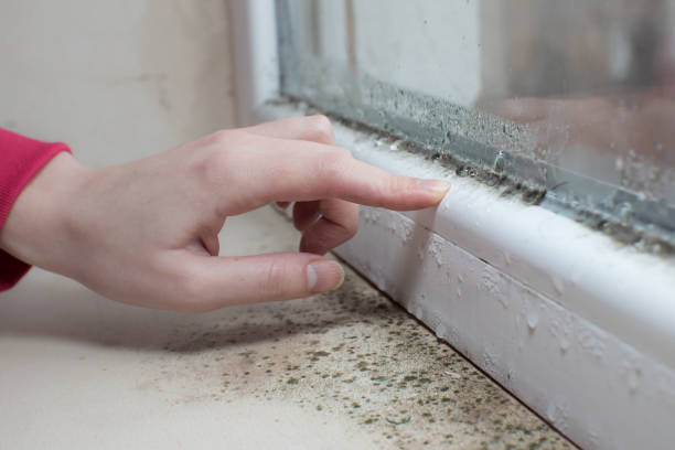 Best HVAC Mold Inspection and Cleaning  in Hillsdale, MI